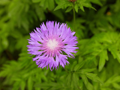 Stoke's Aster Flower seeds for Planting - Garden Favorite, Heirloom & GMO Free Seeds for Home Garden