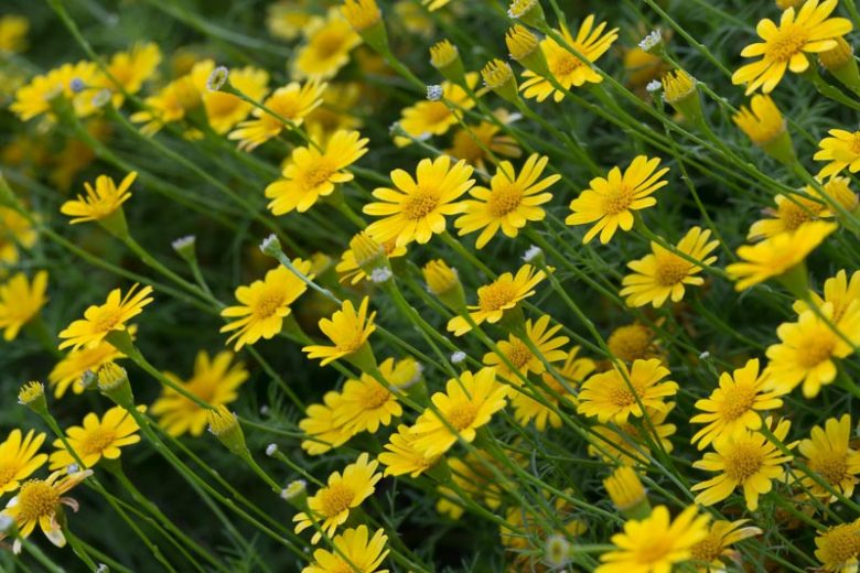 Yellow Thymophylla Flower seeds for Planting Sun Loving, Heirloom & GMO Free Seeds for Home Garden vegetable and garden seeds