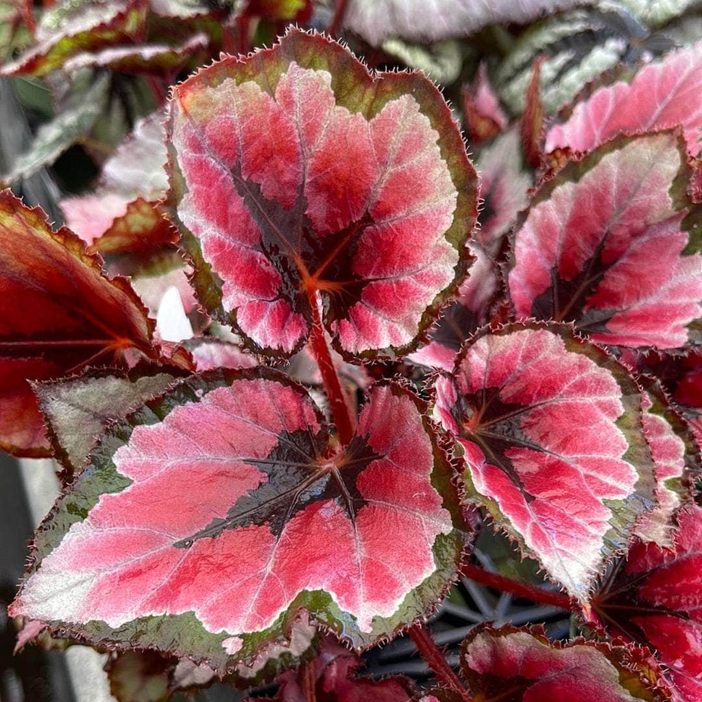 High quality Fresh Coleus Flower seeds for Planting Perfect for Borders, Heirloom & GMO Free Seeds for Home Garden seeds pack