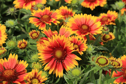 Aristata Flower seeds for Planting Wildflower Mix Heirloom & GMO Free Seeds for Home Garden