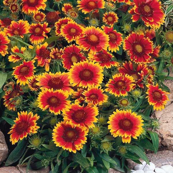 Heirloom Gaillardia Tokajer Flower seeds for Planting Hardy Variety Heirloom & GMO Free Seeds for Home Garden