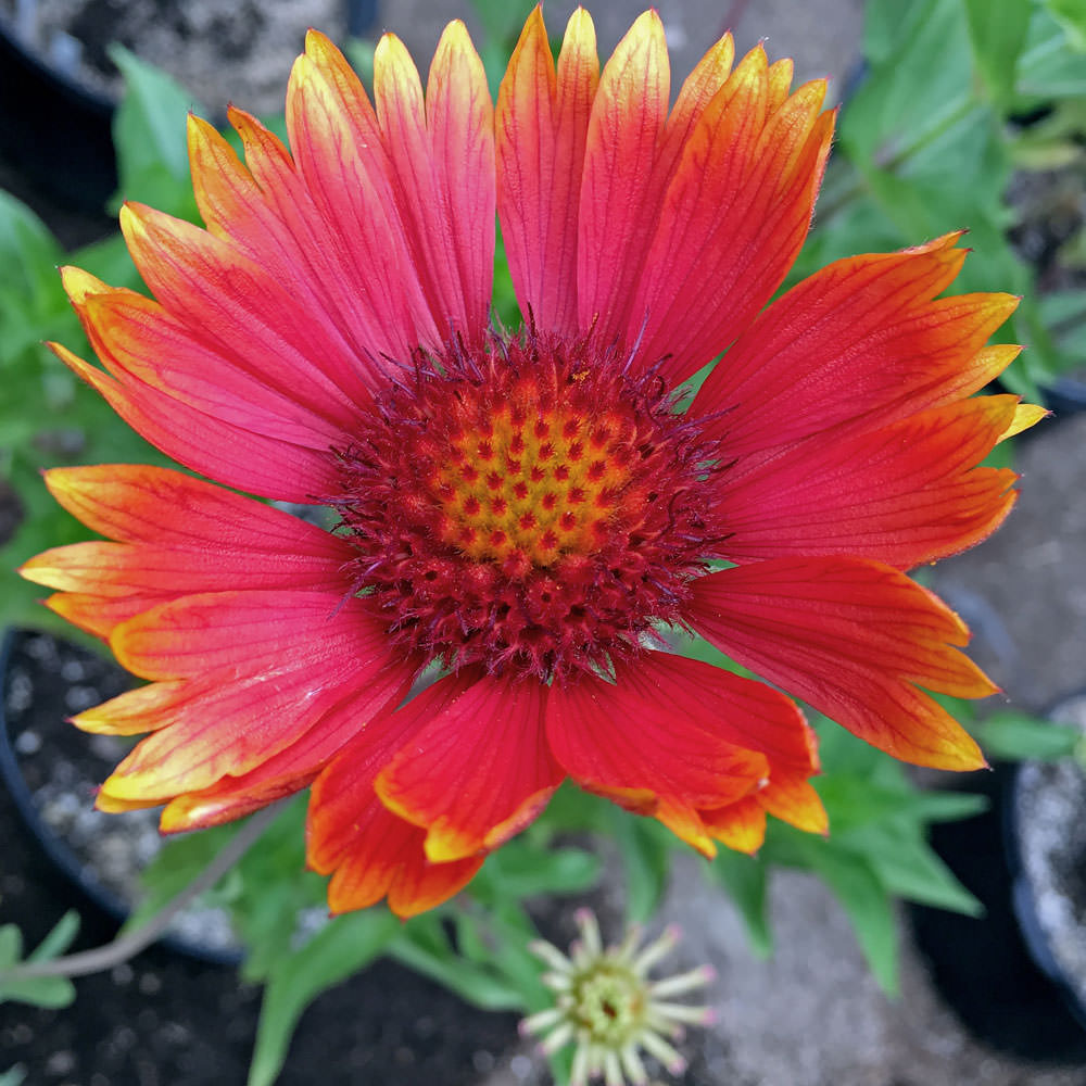 Heirloom Gaillardia Tokajer Flower seeds for Planting Hardy Variety Heirloom & GMO Free Seeds for Home Garden