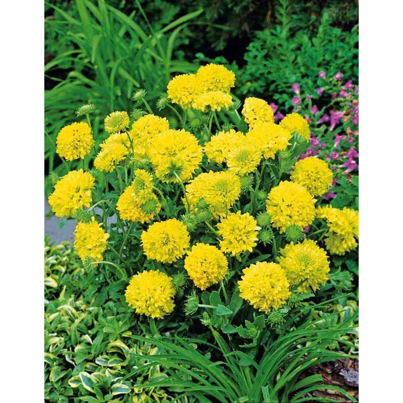 Gaillardia Sundance Flower seeds for Planting Wildflower Mix Heirloom & GMO Free Seeds for Home Garden