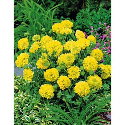 Gaillardia Sundance Flower seeds for Planting Wildflower Mix Heirloom & GMO Free Seeds for Home Garden