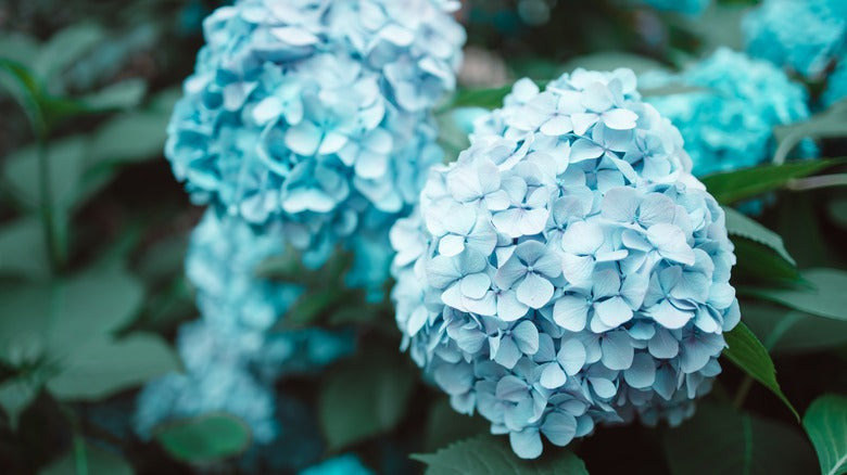 Sky Blue Azaleas Blooming in Landscape