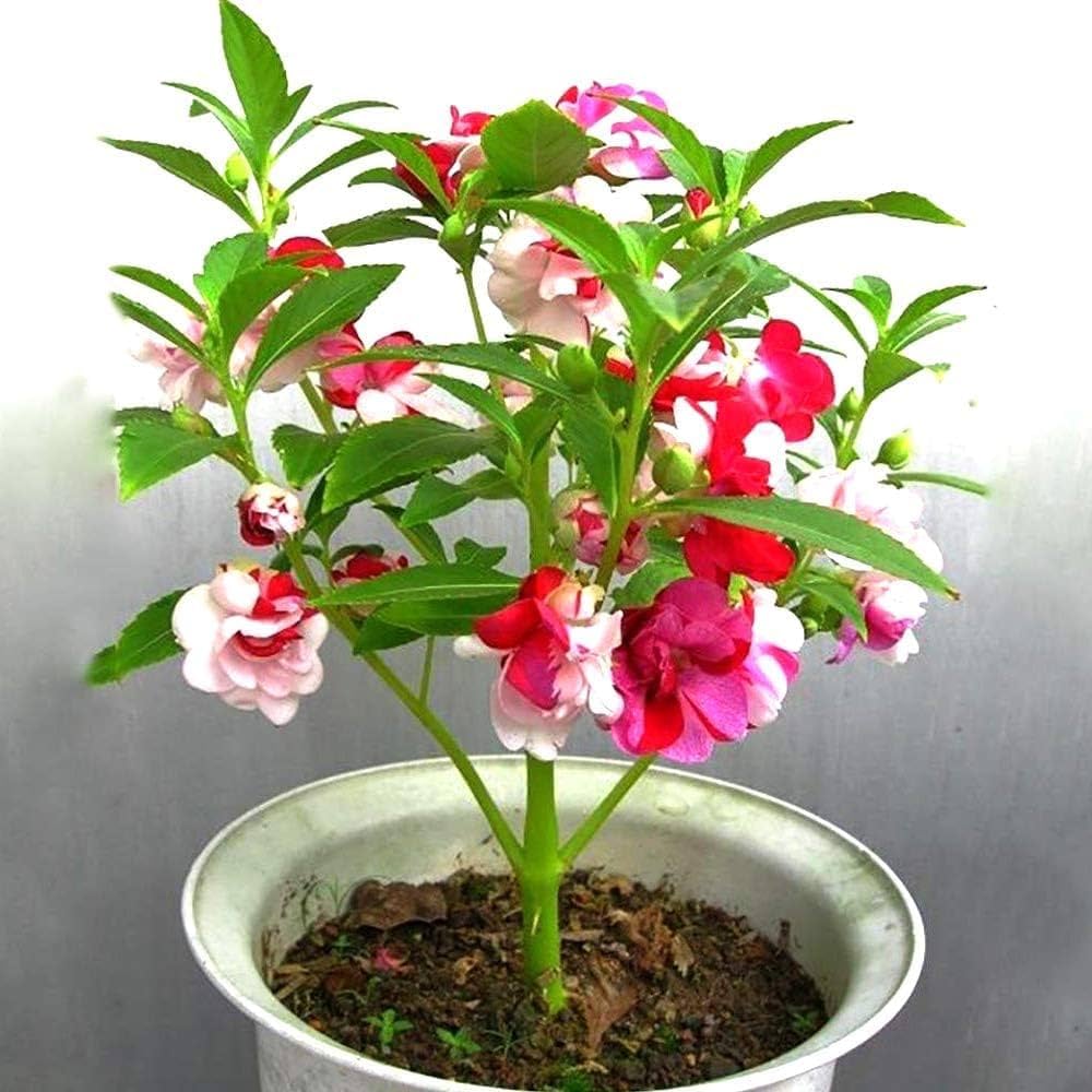 Balsam Red and White Flowers in Garden Bed