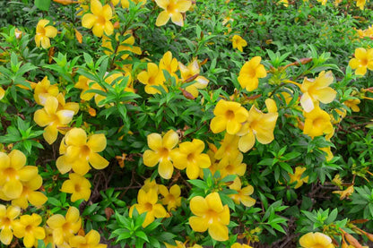 Allamanda Flowers in Garden Borders