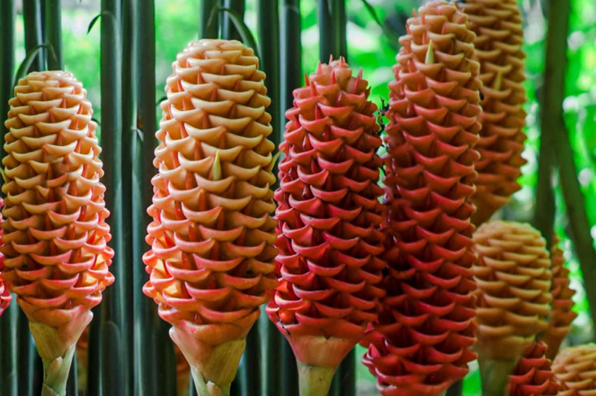 Tropical Beehive Ginger Flowers in Garden Borders