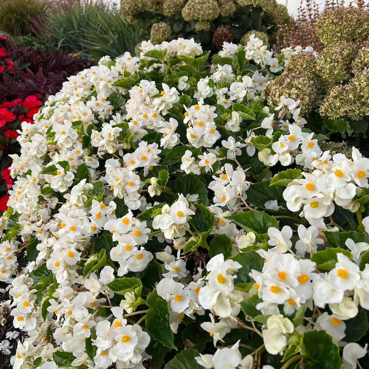 Begonia Flowers in Garden Borders in Shade
