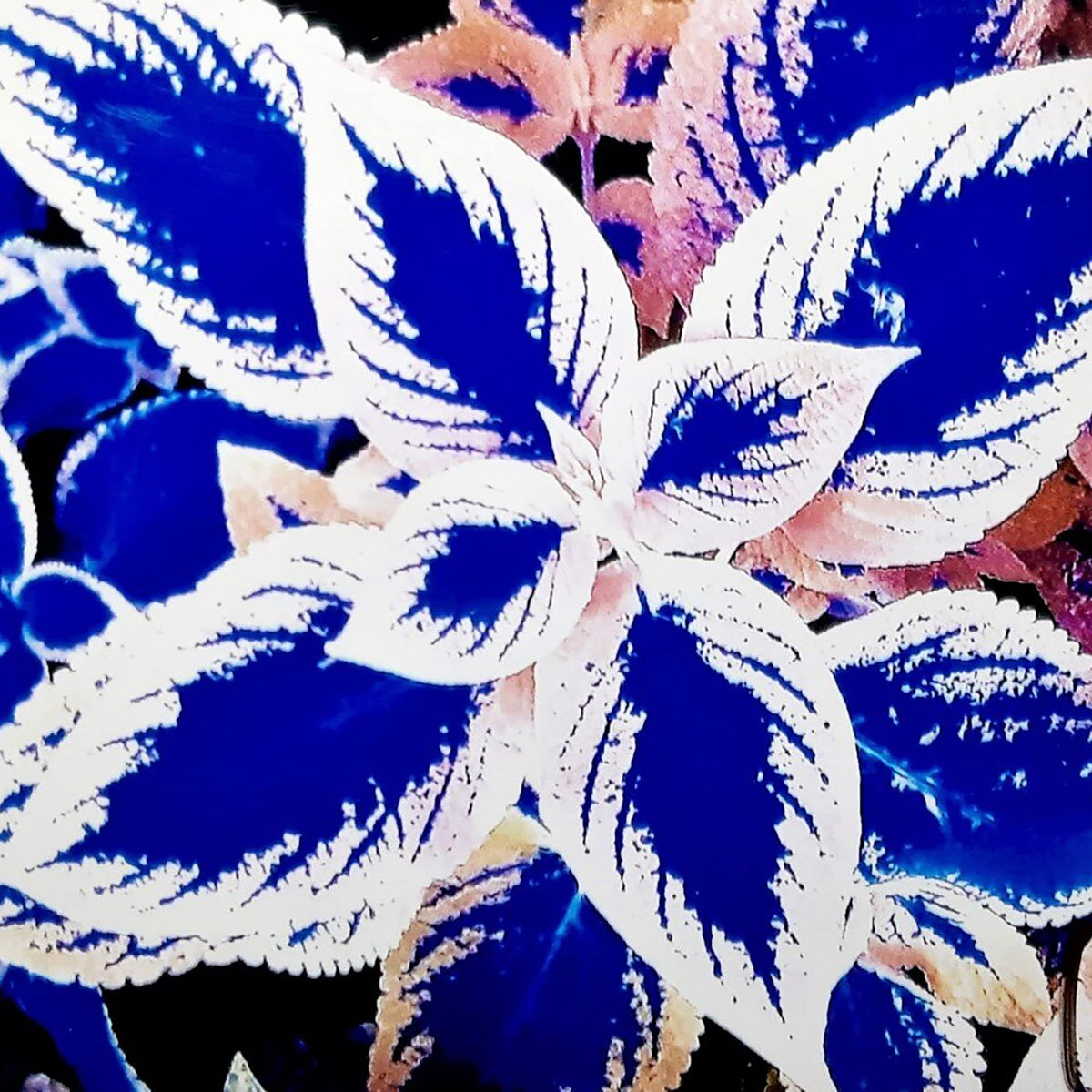 Blue and White Coleus in Garden Borders