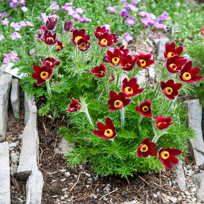 Bold Red Anemone Pulsatilla Flowers in Garden Borders
