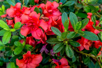 Chocolate Azalea Red Flowers in Garden Borders
