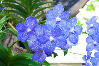 Dark Blue Orchid Flowers in Garden Borders