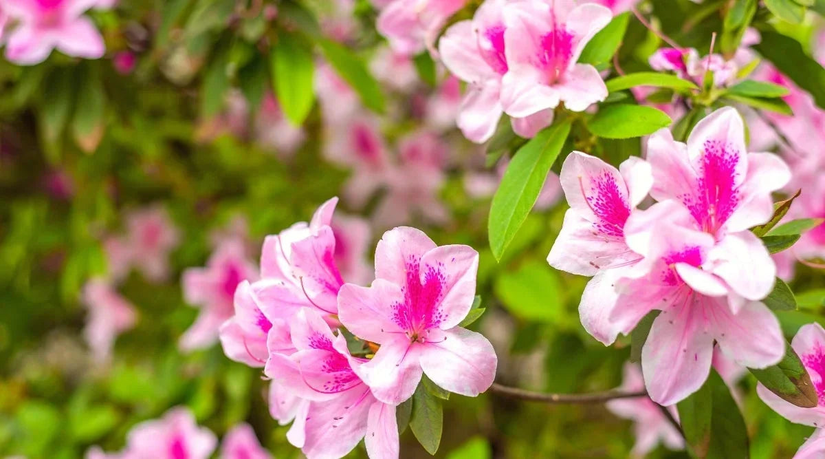 Pink & Green Azalea Flowers in Garden Borders