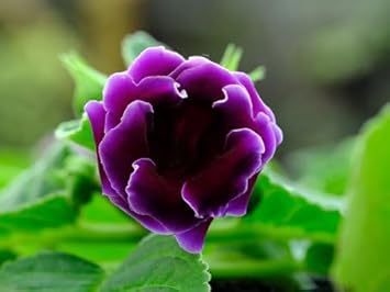 Dark Purple Blue Gloxinia Flowers in Garden Borders