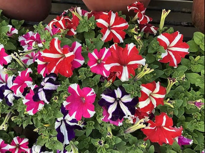 Red Yellow Petunia in Garden Borders