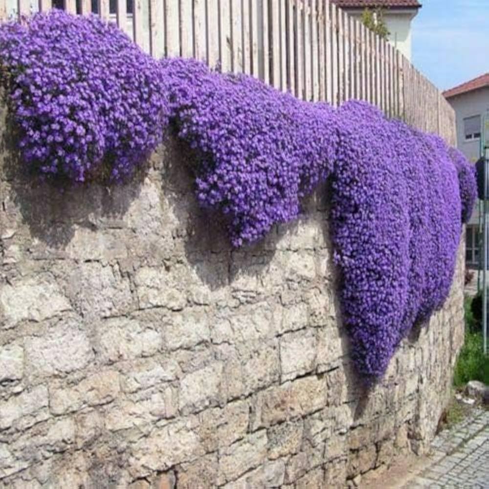 Rock Cress Flowers Along Garden Border