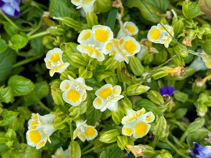 Torenia Kauai Flowers in Garden Borders