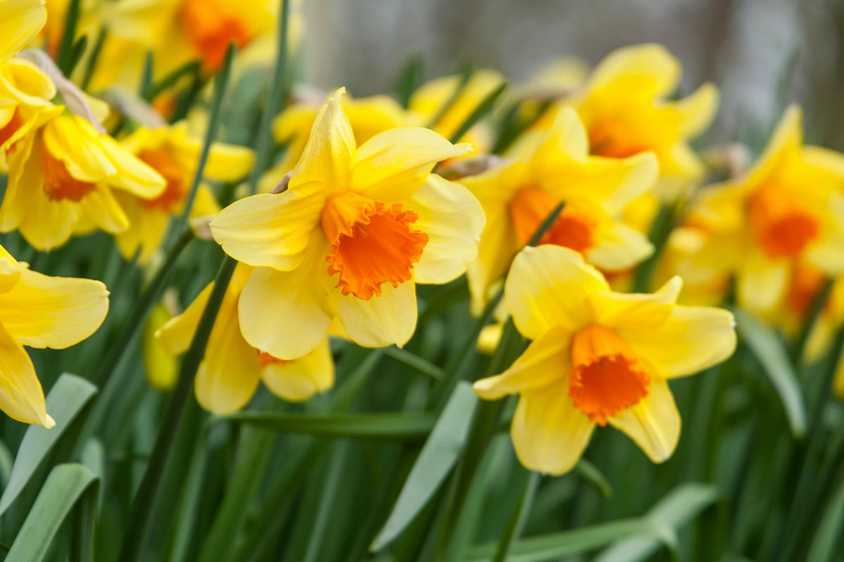 Yellow Daffodil Flowers in Garden Borders