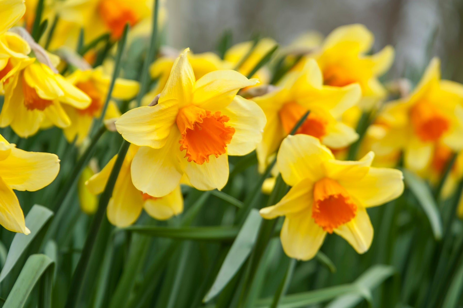 Yellow Daffodil Flowers in Garden Borders