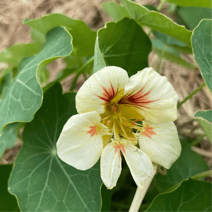 Yellow Peach Nasturtium in Garden Borders