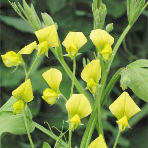 Yellow Sweet Pea Flowers Along Garden Border