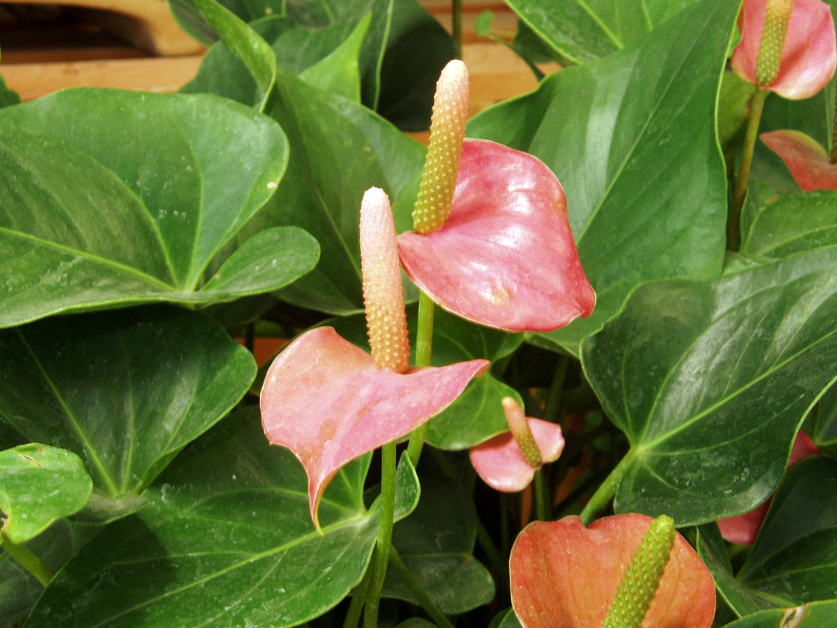 Exotic Anthurium Flowers in Garden