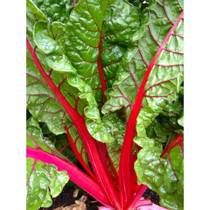 Ruby Swiss chard growing in outdoor garden