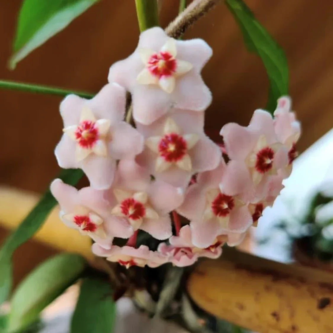 Light Pink Carnosa Flowers in Garden Beds