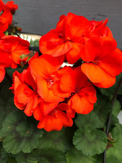 Orange Geranium Plants Brightening Garden Beds