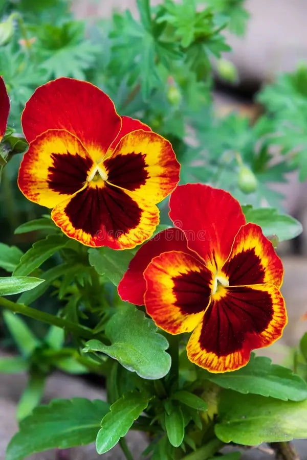Orange Violet Pansy Flower seeds for Planting Compact Growth, Heirloom & GMO Free Seeds for Home Garden vegetable and garden seeds