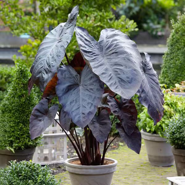 Premium Leaf Alocasia Flower seeds for Planting Vibrant Colors, Heirloom & GMO Free Seeds for Home Garden seeds