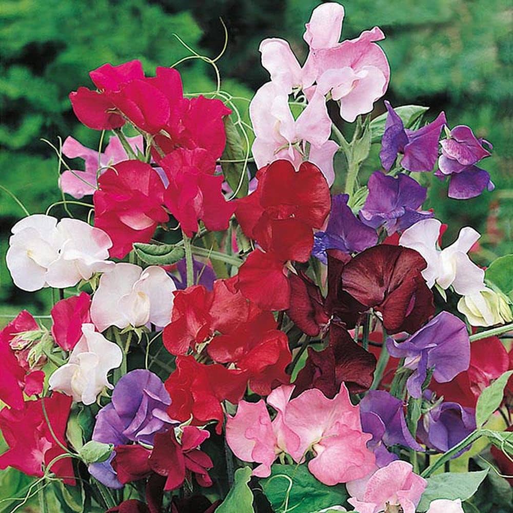 Violet Sweet Pea Vines Growing Along Fence