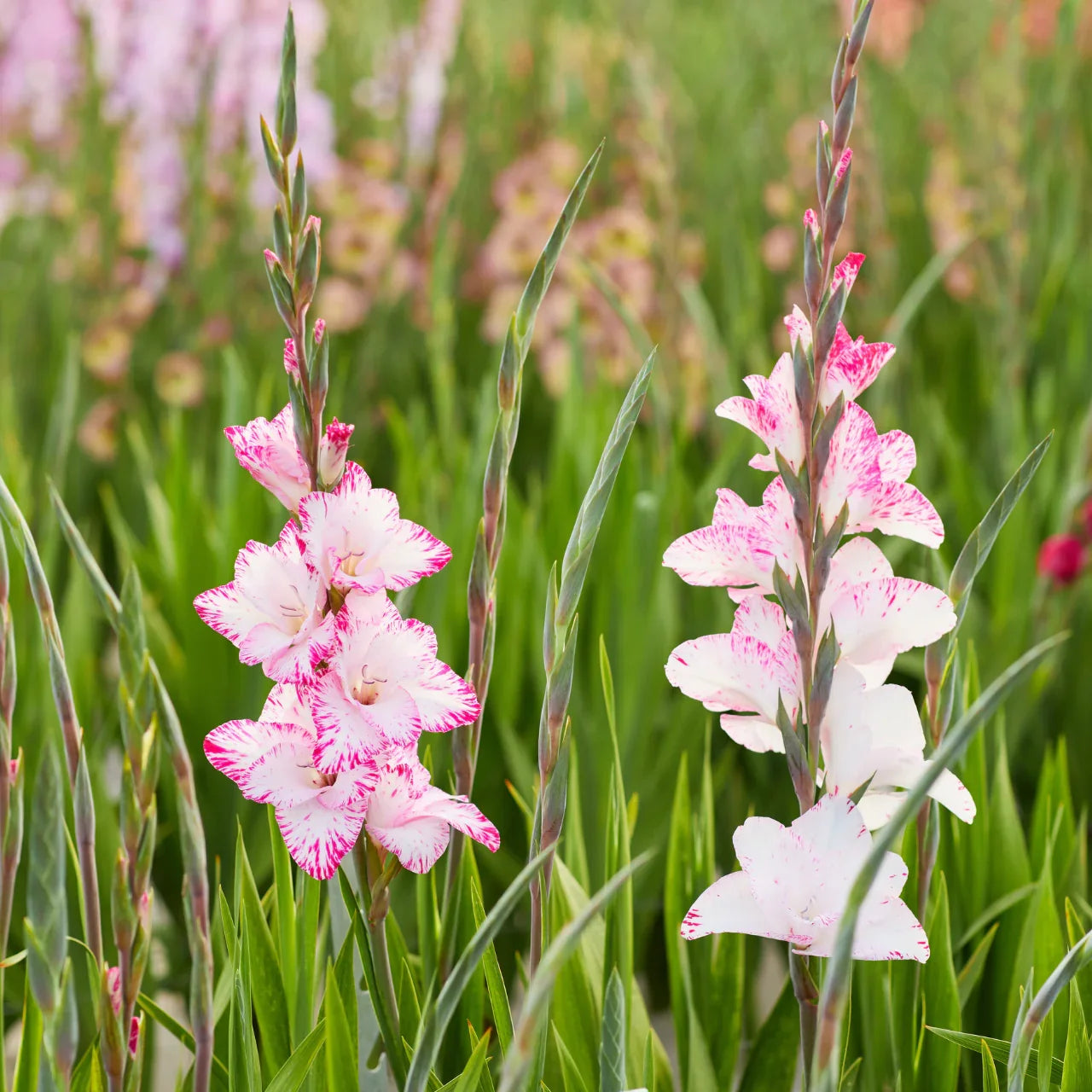 White Pink Gladiolus Flowers in Garden Beds