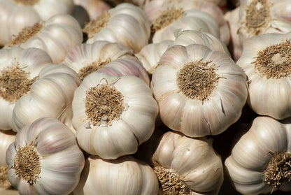 Vegetable Garlic Seeds For Planting - Premium Flavorful Bulbs Home Gardening And Culinary Use