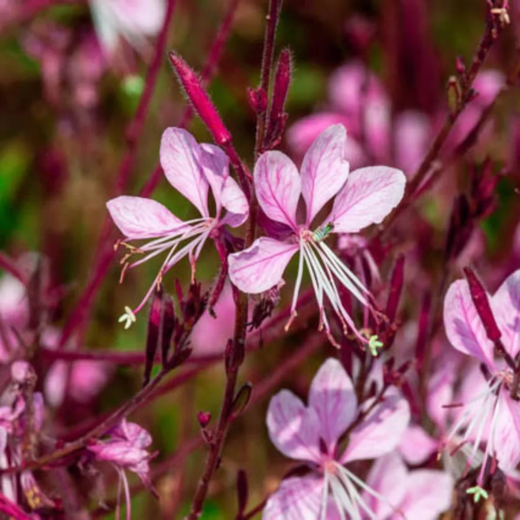 Premium Pink Gaura Flower seeds for Planting Cottage Garden Essential, Heirloom & GMO Free Seeds for Home Garden seeds