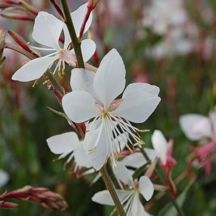 Gaura Flower seeds for Planting Easy to Grow Heirloom & GMO Free Seeds for Home Garden