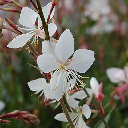 Gaura Flower seeds for Planting Easy to Grow Heirloom & GMO Free Seeds for Home Garden
