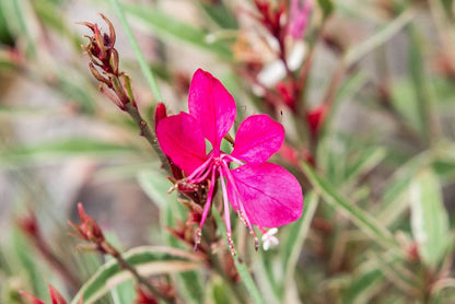 Gaura Flower seeds for Planting Easy to Grow Heirloom & GMO Free Seeds for Home Garden