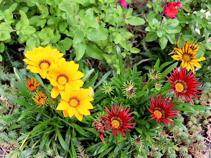 Premium Gray Gazania Flower Seeds for Planting Compact Growth, Heirloom & GMO Free Seeds for Home Garden seeds