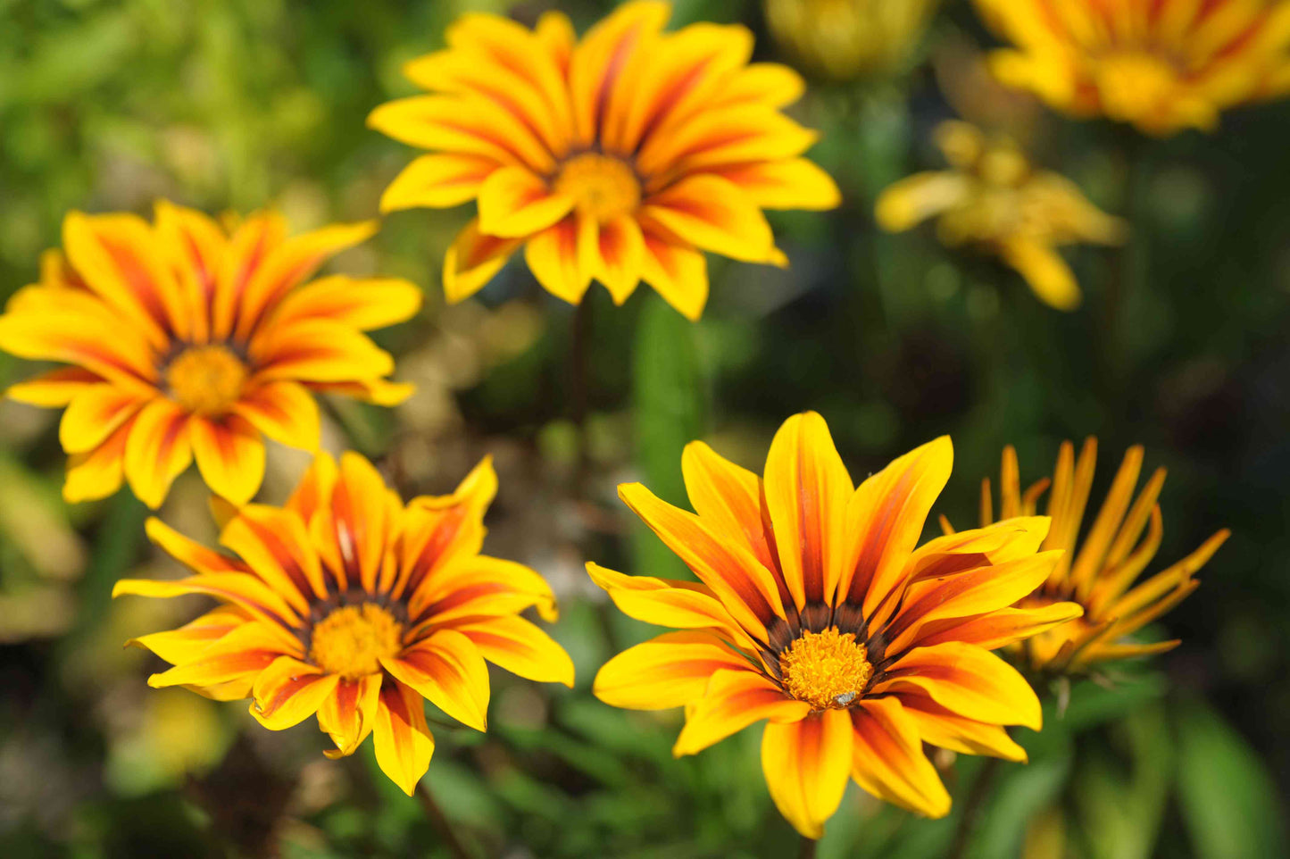 Gazania Rigens Flower seeds for Planting Pollinator Friendly Heirloom & GMO Free Seeds for Home Garden