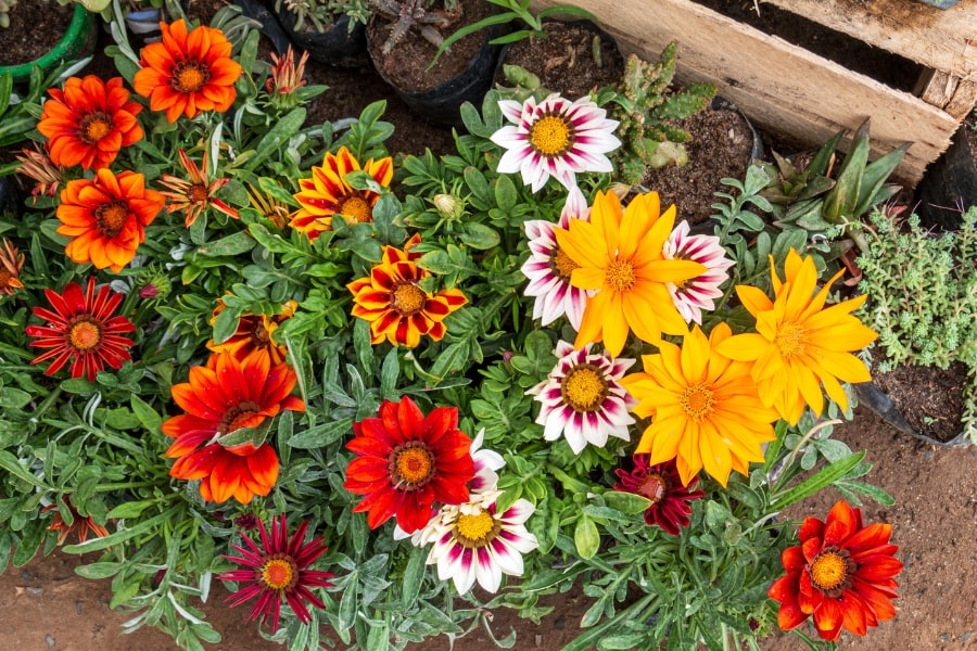 Gray Gazania Flower Seeds for Planting Compact Growth, Heirloom & GMO Free Seeds for Home Garden vegetable and garden seeds