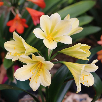 Lily Clivia Flower seeds for Planting - Shade Tolerant, Heirloom & GMO Free Seeds for Home Garden