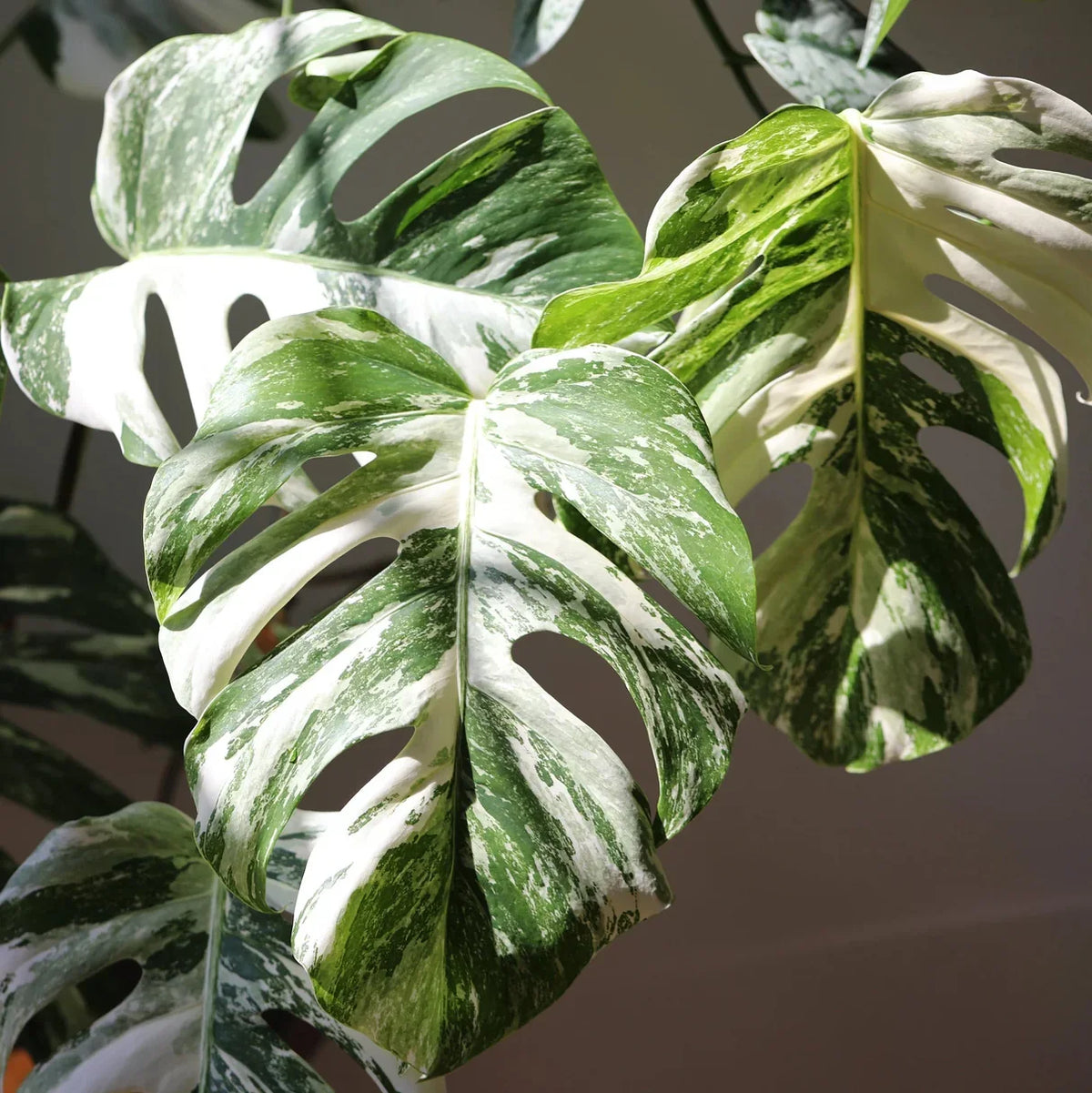 Mixed Turtle Plant Leaves Seeds for Planting - Fragrant Blossoms, Heirloom & GMO Free Seeds for Home Garden