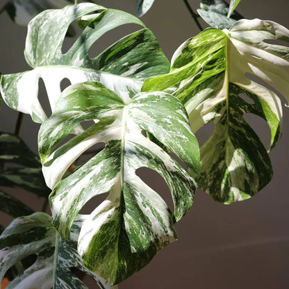 Mixed Turtle Plant Leaves Seeds for Planting - Fragrant Blossoms, Heirloom & GMO Free Seeds for Home Garden