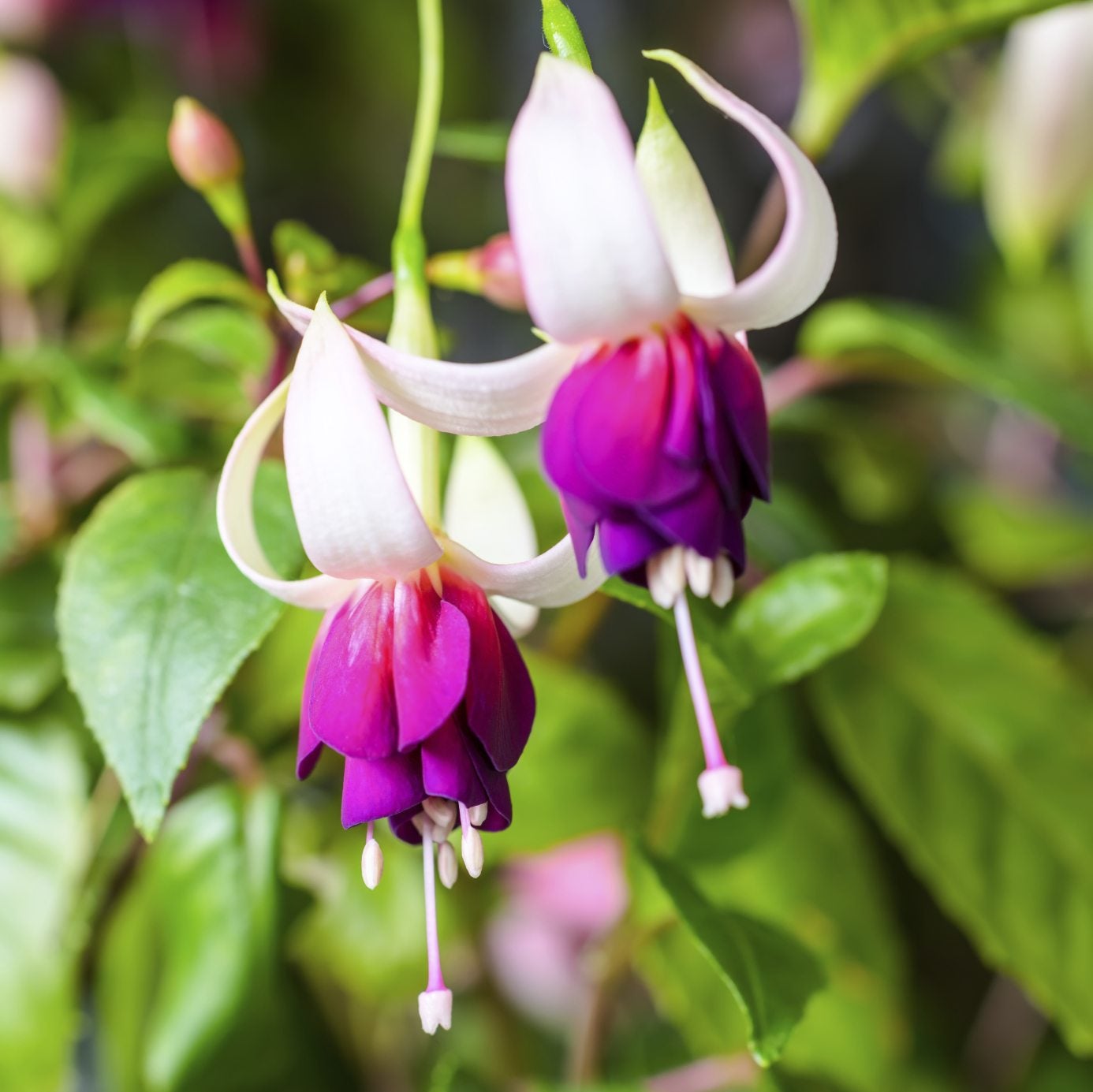 Premium Purple Fuchsia Flower seeds for Planting Seasonal Bloomer, Heirloom & GMO Free Seeds for Home Garden seeds