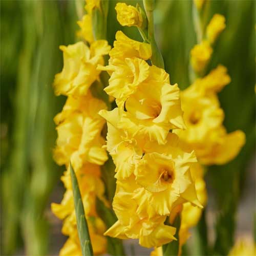 Yellow Gladiolus Hybridus Flower seeds for Planting Shade Tolerant, Heirloom & GMO Free Seeds for Home Garden vegetable and garden seeds