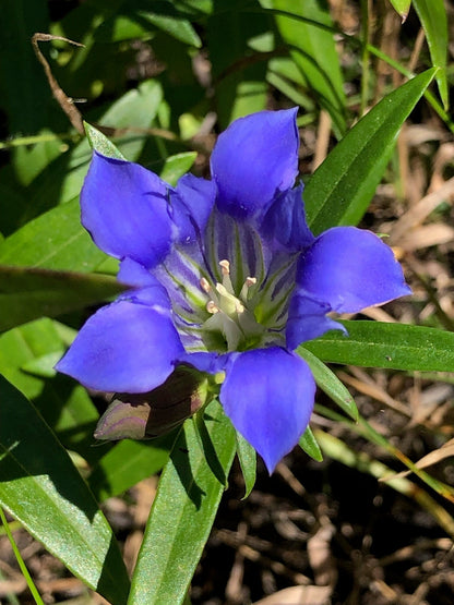 Gentiana Puberulenta Flower seeds for Planting Hardy Variety Heirloom & GMO Free Seeds for Home Garden