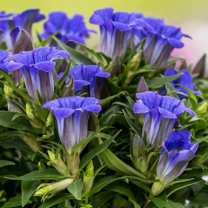 Gentiana Scabra Flower seeds for Planting Perfect for Borders Heirloom & GMO Free Seeds for Home Garden
