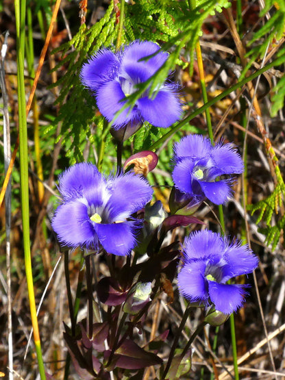 Gentiana Crinita Flower seeds for Planting Pollinator Friendly Heirloom & GMO Free Seeds for Home Garden